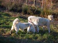 group of abruzzese shepherd dog